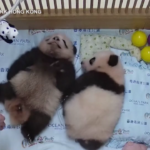 Animali, le immagini dei primi cuccioli di panda nati a Hong Kong