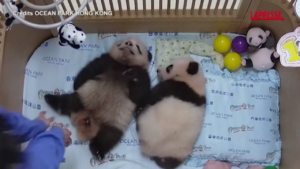 Animali, le immagini dei primi cuccioli di panda nati a Hong Kong