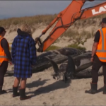 Nuova Zelanda, branco balene spiaggiate: i soccorsi ai cetacei in difficoltà