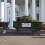 Usa, l’albero di Natale arriva alla Casa Bianca