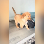 Cani, ecco Cow: la cucciola di golden retriever senza una zampa