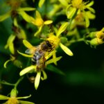 Cop16 su biodiversità a Roma a febbraio