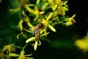 Cop16 su biodiversità a Roma a febbraio