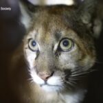 Usa, leone di montagna torna in libertà dopo riabilitazione