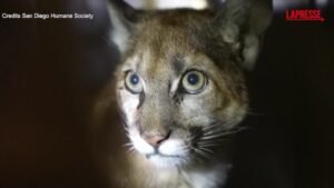 Usa, leone di montagna torna in libertà dopo riabilitazione