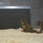 Usa, una coppia di cuccioli di puma arriva allo zoo dell’Oregon