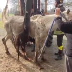 Modena, i Vigili del fuoco liberano un cavallo incastrato in un box