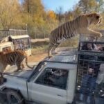Pazzo safari in Iran, visitatori giocano con le tigri e danno loro da mangiare