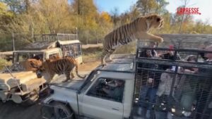 Pazzo safari in Iran, visitatori giocano con le tigri e danno loro da mangiare