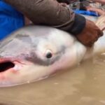 Cambogia, trovati sei esemplari di pesce gatto gigante del Mekong