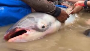 Cambogia, trovati sei esemplari di pesce gatto gigante del Mekong