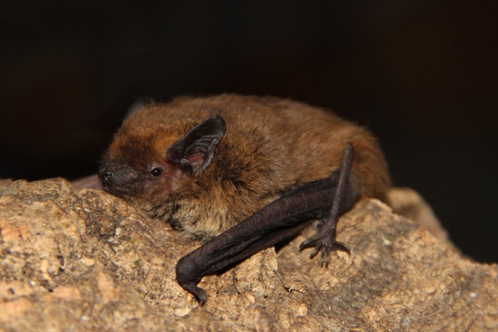 Monitoraggio del National Biodiversity Future Center (NBFC) a Roma: l’importanza dei pipistrelli