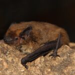 Monitoraggio del National Biodiversity Future Center (NBFC) a Roma: l’importanza dei pipistrelli
