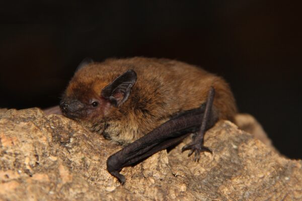 Monitoraggio del National Biodiversity Future Center (NBFC) a Roma: l’importanza dei pipistrelli