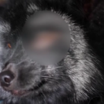 Finlandia, dentro gli allevamenti di animali da pelliccia: il video shock
