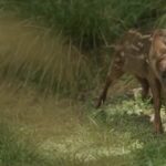 Argentina, ecco Lenga: un cucciolo di pudu nato a Buenos Aires