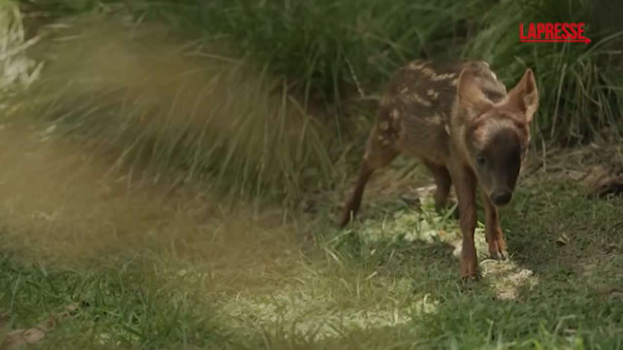 Argentina, ecco Lenga: un cucciolo di pudu nato a Buenos Aires