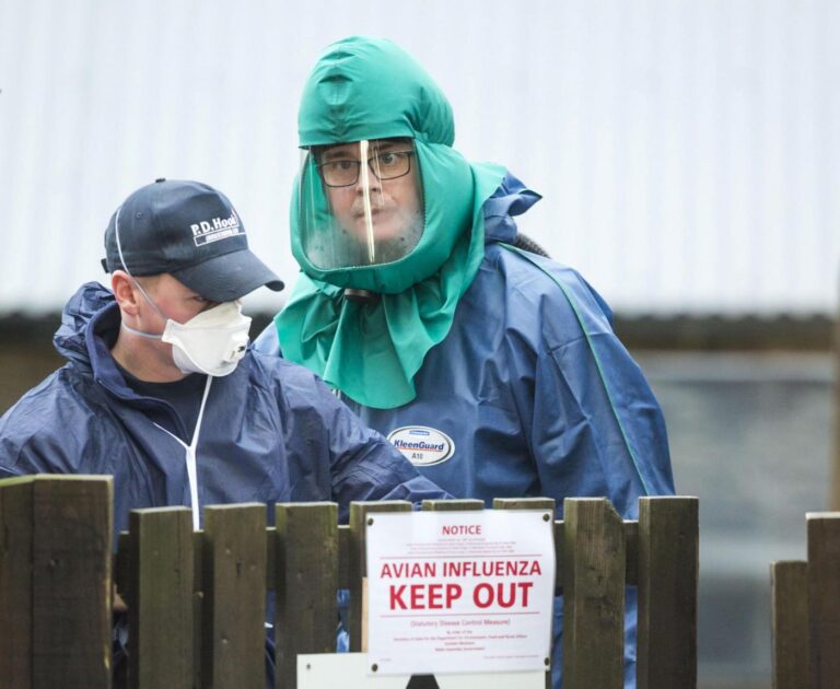 Sospetto caso di influenza aviaria in Scozia