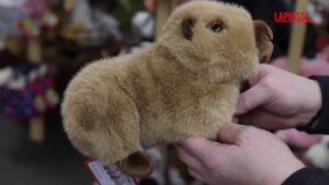 A Natale è boom di oggetti con i capibara: peluche, pantofole e borsette a forma di roditore