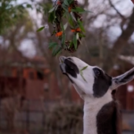 Londra, pranzo natalizio anticipato allo zoo per lama e giraffe