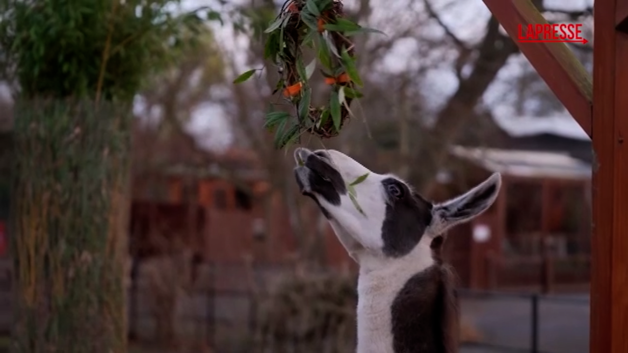 Londra, pranzo natalizio anticipato allo zoo per lama e giraffe