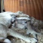 Trio di cuccioli di leone è nato allo zoo di Whipsnade