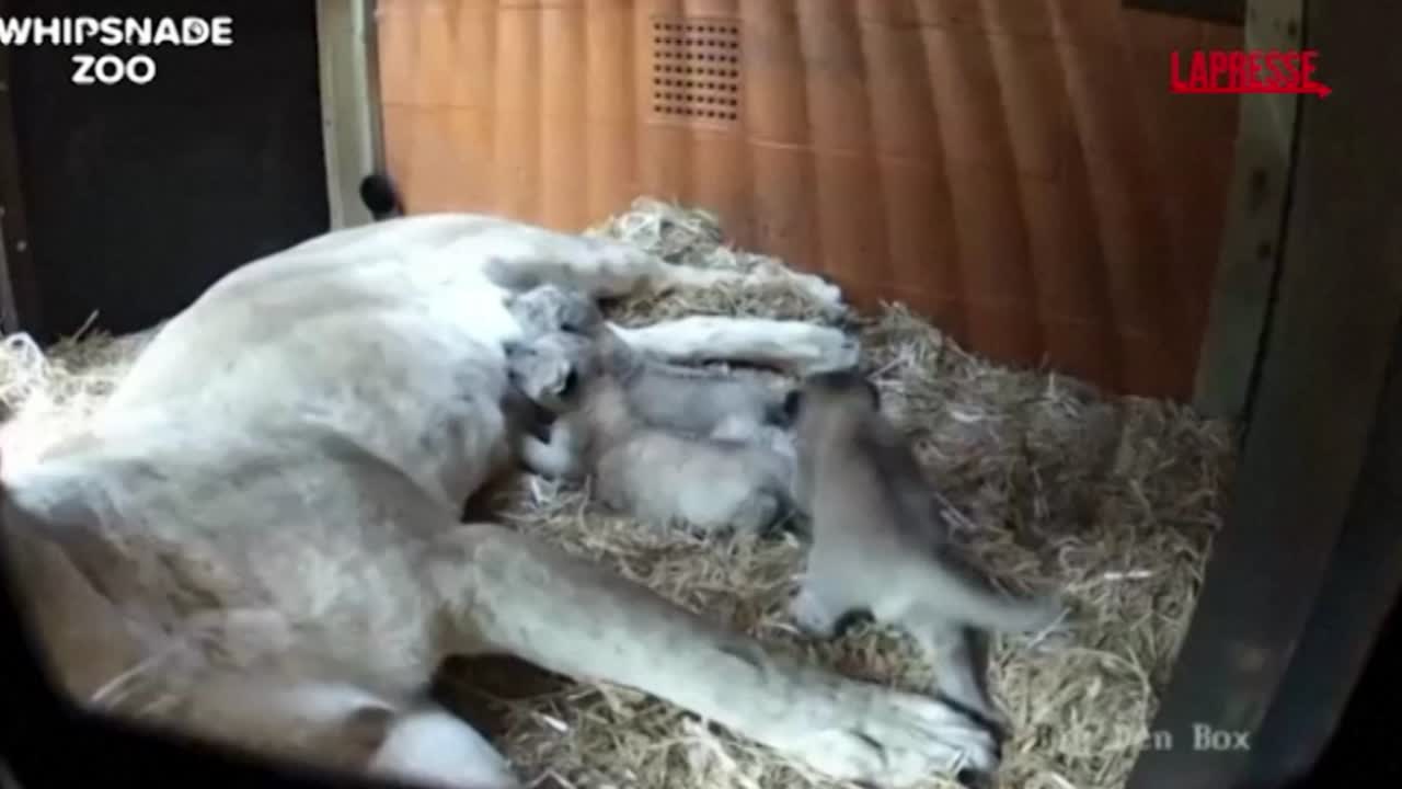 Trio di cuccioli di leone è nato allo zoo di Whipsnade