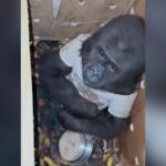 Istanbul, in aeroporto scoperto un cucciolo di gorilla destinato al contrabbando