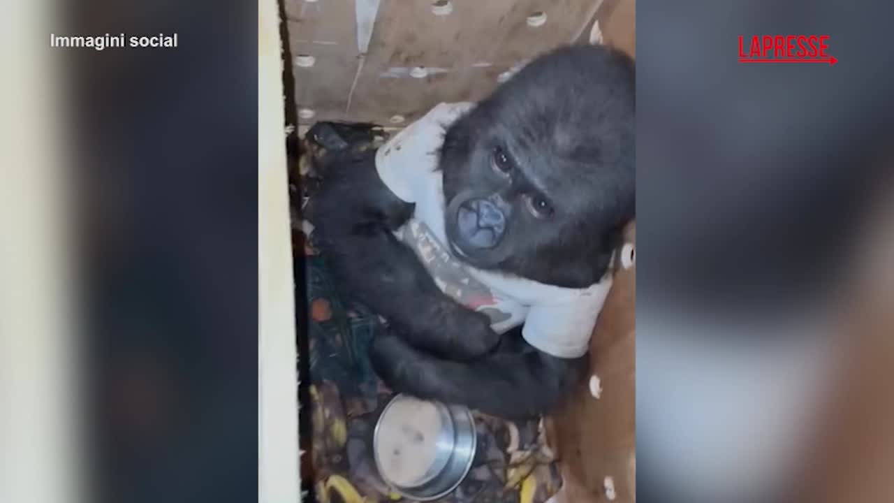 Istanbul, in aeroporto scoperto un cucciolo di gorilla destinato al contrabbando