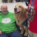 Pet-therapy in aeroporto, a Houston due golden retriever rilassano i viaggiatori