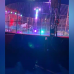 Licola, durante uno spettacolo del Circo Orfei un leone si lancia contro la porta della gabbia: il pubblico fugge spaventato
