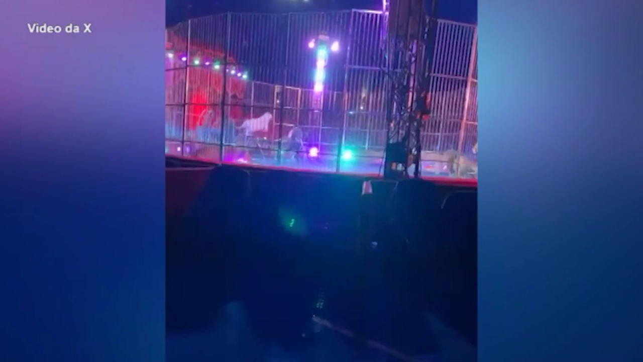 Licola, durante uno spettacolo del Circo Orfei un leone si lancia contro la porta della gabbia: il pubblico fugge spaventato