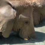 Spagna, morto allo zoo di Barcellona elefante di 54 anni