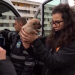 Scampia, LAV salva cani e gatti dallo sgombero e dalla demolizione delle Vele
