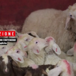 Animali nei macelli: la crudele realtà della ‘pecora guida’ svelata da Animal Equality