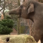 Berlino, alberi di Natale invenduti come cibo per giraffe ed elefanti