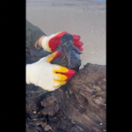 Crimea, disastro ambientale a Kerch: volontari rimuovono petrolio da spiaggia e animali