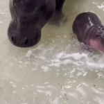Usa, baby ippopotamo pigmeo fa il suo debutto allo zoo in Virginia