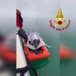 Delfino intrappolato a Lignano Sabbiadoro: il salvataggio dei vigili del fuoco