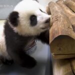 Berlino, aperta allo zoo la stanza dei giochi per le due cucciole di panda