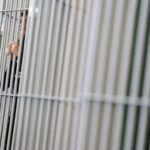 Carceri, 23enne si impicca al Regina Coeli: già 5 morti nel 2025
