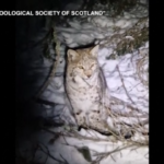 Scozia, linci avvistate nelle Highlands