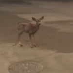 Los Angeles, un cucciolo di cervo scappa dall’incendio