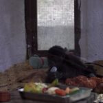 Turchia, un cucciolo di gorilla salvato dal traffico illegale di animali
