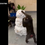Memphis, i mandrilli allo zoo giocano con i pupazzi di neve