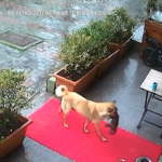Turchia, mamma cagna porta da sola il cucciolo malato dal veterinario