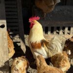 Influenza aviaria in Italia: sintomi e come evitare il contagio