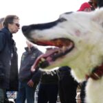 Pescara, eutanasia a cani senza motivo: a processo due veterinari