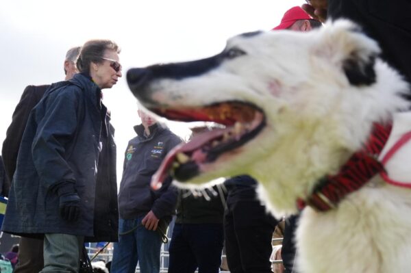 Anna, la principessa reale, alla prova internazionale di cani da pastore a Londra