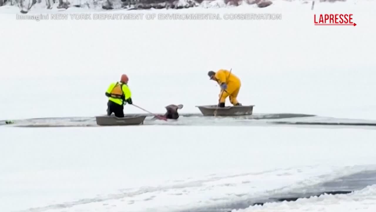 Usa, alce intrappolato in un lago ghiacciato: il video del salvataggio